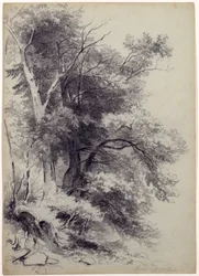 Studie von Bäumen, ShandakenOlive, New York, 1852